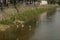 Several egrets in shallow water river play leisure, very lovely appearance