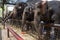 Several elephants show in Phra Nakhon Si Ayutthaya Province, Thailand