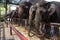 Several elephants show in Phra Nakhon Si Ayutthaya Province, Thailand