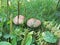 Several fabulous poisonous mushrooms toadstools with brown hats