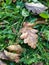 Several fallen dry oak leaves