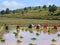 Several farmer women