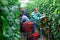 Several farmers harvest tomatoes and put in boxes