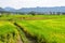 Several farmers\\\' houses and the rice fields