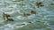 Several female mallards also called wild ducks Anas platyrhynchos swimming in waves of lake near Luhacovice, Czech Republic, under