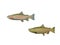Several fish colors on a white background - 3d rendering