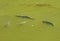 Several fish swimming in the green water