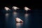 several flamingos are standing in the water on a black background