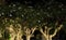 Several flowering trees, decorated with decorative lights. White flowers. Night scene