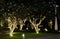 Several flowering trees, decorated with decorative lights. White flowers. Night scene