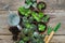 Several flowerpot of home plants. Planting potted flowers, watering can and garden tools.