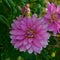 Several flowers of dahlia lilac