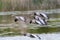 Several flying gray geese anser anser, reed, water