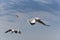 Several flying gulls on a background of cloudy blue sky