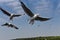 Several flying gulls on a background of cloudy blue sky. colose-up seagulls view