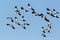 Several flying lapwing birds vanellus vanellus with blue sky