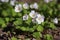 Several forest white Oxalis flowers close up