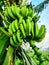several fresh green bananas with the stems