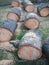 Several freshly sawed pine trunks lie on the green grass