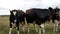 Several funny curious cows or bulls with collars approach the camera