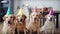 Several funny golden retrievers celebrating birthday wearing birthday caps, in living room of modern interior