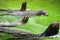 Several fur seals in the pool