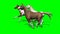 Several Galloping Horses on green screen