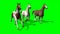 Several Galloping Horses on green screen