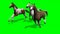 Several Galloping Horses on green screen