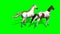 Several Galloping Horses on green screen