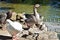 Several geese squawking near the pond of Villa Borghese park in Rome