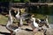 Several geese squawking near the pond of Villa Borghese park in Rome