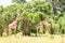 Several Giraffes near Acacias in Masai Mara