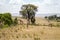 Several Giraffes near Acacias in Masai Mara