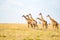 Several Giraffes near Acacias in Masai Mara Park