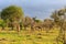 Several giraffes walking and eating in a landscape