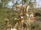 Several goats climb an argan tree on a road near Essaouira, Morocco