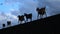 Several Goats with clouds background