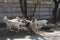 Several goats are walking along a rural street in Ukraine