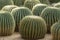 Several Golden Barrel cactuses