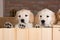 Several golden retriever puppies