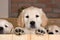 Several golden retriever puppies