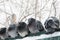 Several gray pigeon pigeons are sitting on a railing against a background of snowy trees.