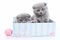 Several gray Scottish Fold kittens