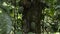 several green cacao fruits on a tree trunk in the Peruvian jungle