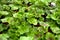 Several green Muscat, Latin name `Pelargonium`