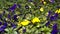 Several groveling and ordinary motley flowers day and night, the Latin name `Viola tricolor`