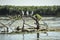 Several gulls are sitting on an old root. Danube delta in Romania.Lake view with birds. A seagull is standing on a floating piece