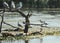 Several gulls are sitting on an old root. Danube delta in Romania.Lake view with birds. A seagull is standing on a floating piece