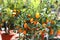 several hanging kumquats on the fruit tree